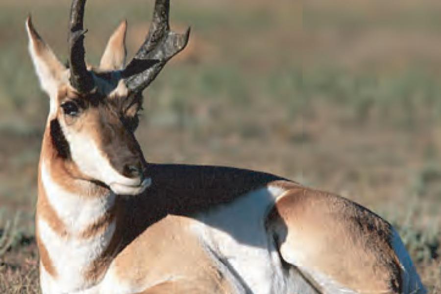 Cervid Deer Big Breasts Female
